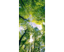 Samolepicí fototapeta na podlahu Trees, Stromy