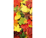 Samolepicí fototapeta na podlahu Colourful Leaves, Barevné listy