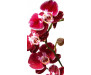Samolepicí fototapeta na podlahu Orchid, Červená Orchidea