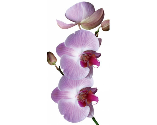 Samolepicí fototapeta na podlahu Orchid, Orchidea