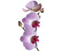 Samolepicí fototapeta na podlahu Orchid, Orchidea