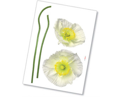 Samolepka Pavot Blanc 17022 Květina
