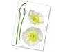 Samolepka Pavot Blanc 17022 Květina