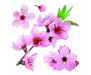 Samolepka Cherry Blossom 54327 Třešňový květ