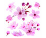 Samolepka Cherry Blossom 54327 Třešňový květ