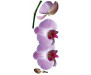 Samolepka Orchids, Orchidea ST2 017
